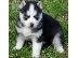 PoulaTo: Όμορφα Husky της Σιβηρίας